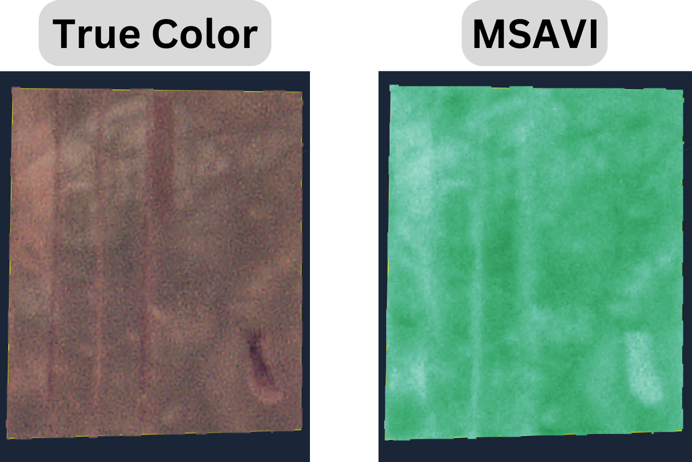 MSAVI.png