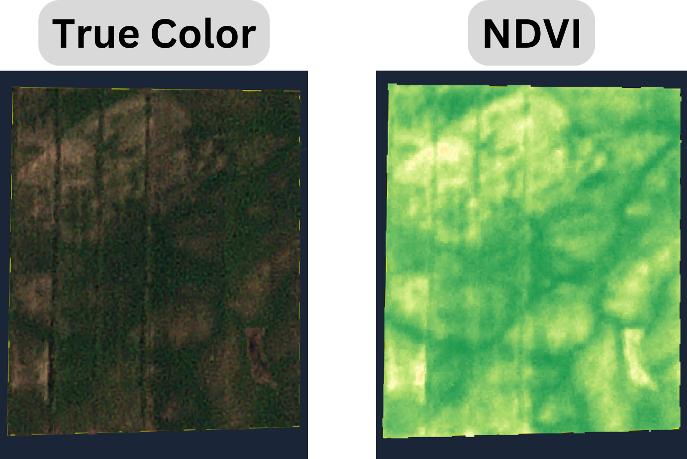 NDVI.png