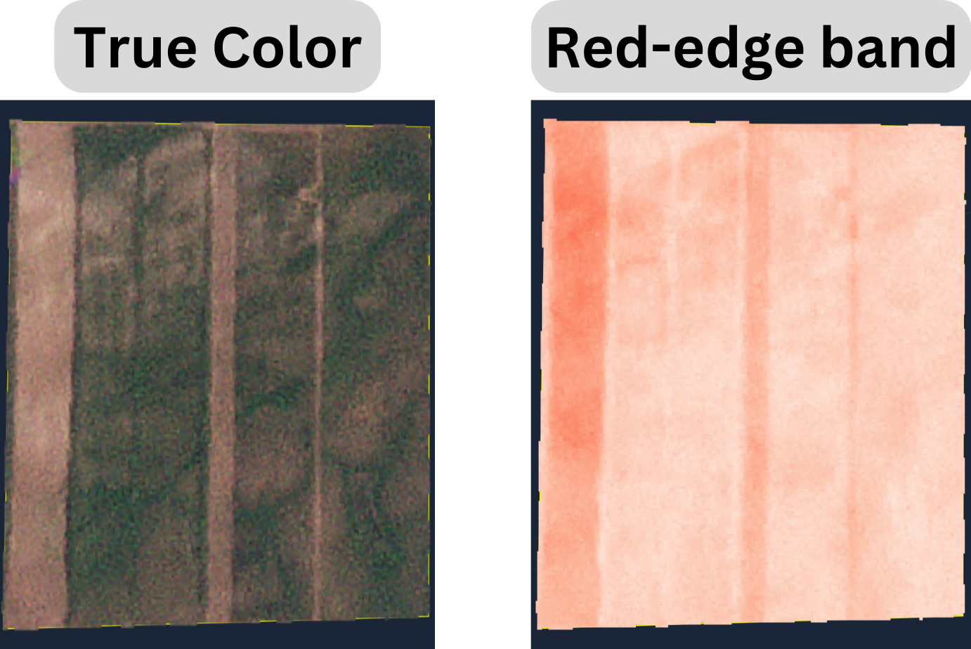 Red-edge band.png